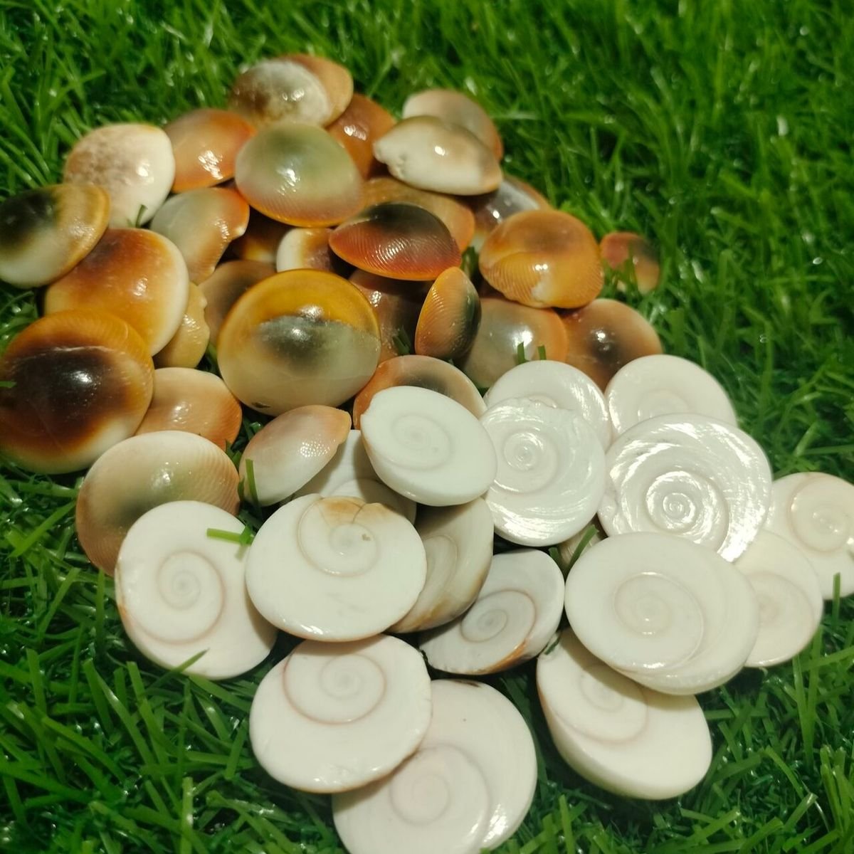 Gomati Chakra thumbnail 4